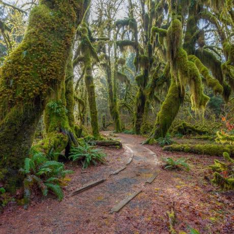 hoh esőerdő, olimpiai nemzeti park, washington állam, usahoh esőerdő, olimpiai nemzeti park, washingtoni állam, USA