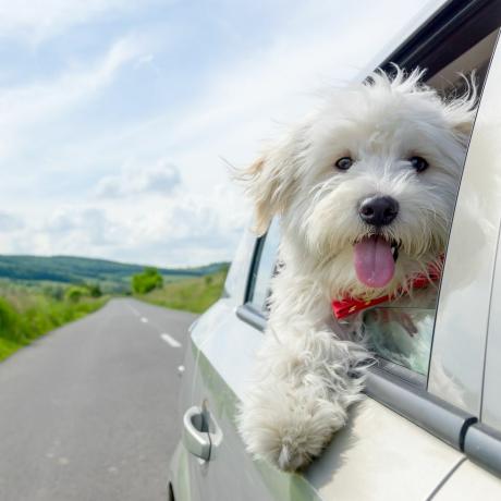 Kutya, Emlősök, Canidae, Kutyafajta, Máltai, West highland white terrier, Ragadozó, Terrier, Társkutya, Havanese, 