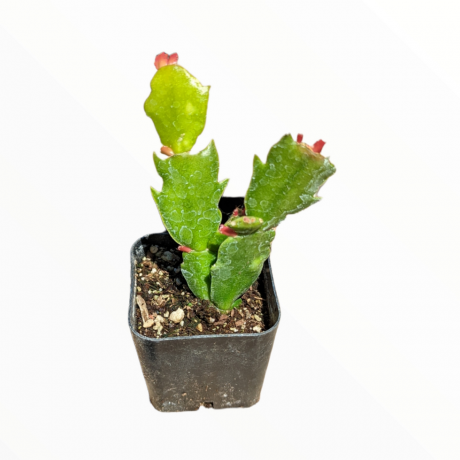 Schlumbergera truncata Hálaadás kaktusz