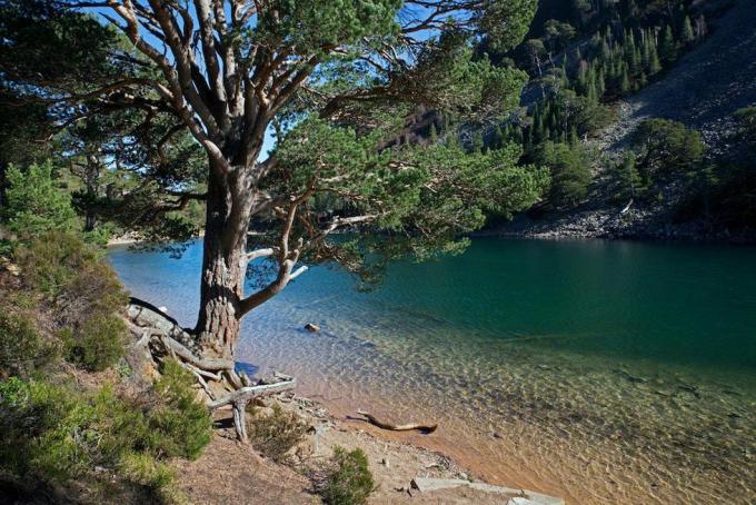 Egy Lochan Uaine, a zöld Lochan, közel Glenmore-hoz a Cairngorm Nemzeti Parkban, Skócia, Egyesült Királyság