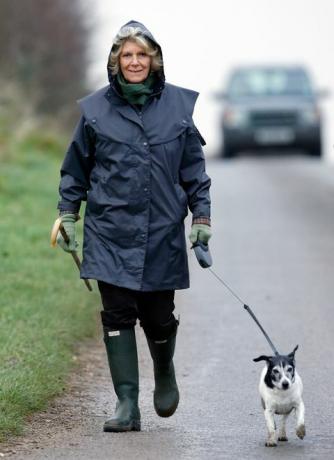 Kings Lynn, Egyesült Királyság december 05-én embargót rendeltek el az Egyesült Királyság újságjaiban való közzétételre a dátum és idő létrehozása után 24 óráig Camilla, az Egyesült Királyság hercegnője Cornwall 2008. december 5-én a jackrussell terrier kutyájával sétáltat a Sandringham ház közelében Kings Lynnben, Angliában fotó: max mumbyindigogetty képeket