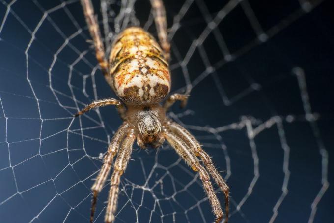 Pók bíboros, tudományos nevén Tegenaria Parietina a hálóján ülve, a háló fókuszban, oldalról felvétel