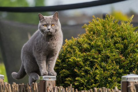 nagyon brit rövid szőrű macska állva a kerti kerítés oszlopán