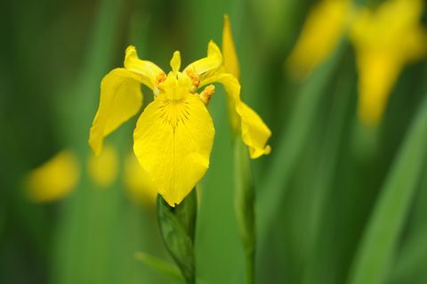 Sárga írisz (Iris pseudacorus)