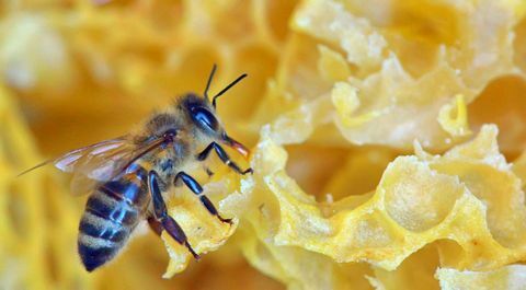 Méhkirálynő dolgozik egy méhsejt
