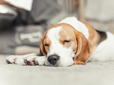 beagle kölyökkutya aludni