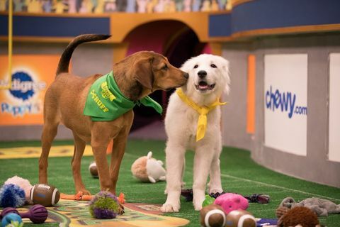 Barry, a bal és az olimpia, a jobb oldalon, szeretővé válik a Puppy Bowl-ban.