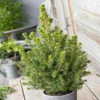 Picea glauca Conica - Törpe alberta lucfenyő