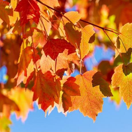 ez egy fotó az őszi levelekről a kék égen