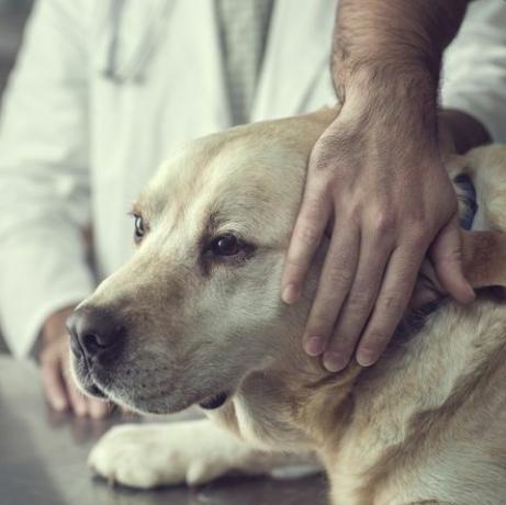 közelről egy labrador kutya az állatorvosi rendelőben