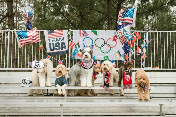 hogy doodle squad dogs olimpia fotózása