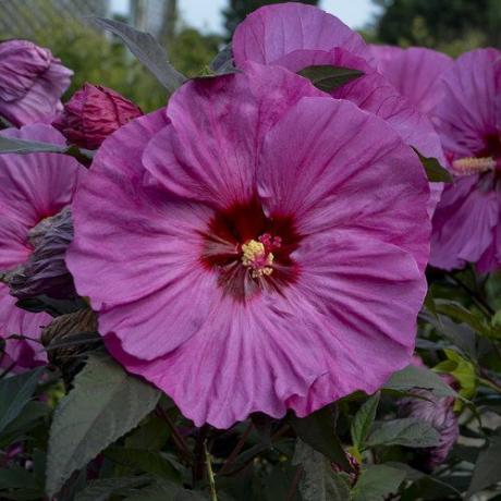 Summerific 'Berry Awesome' Hardy Hibiscus
