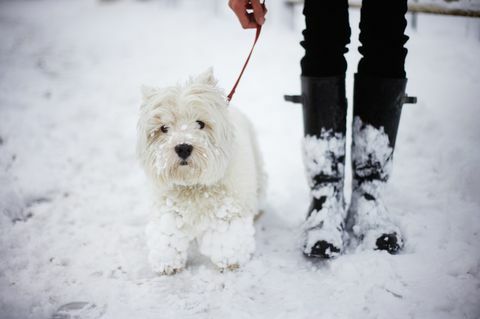 egy west highland white terrier és tulajdonosa a hóban