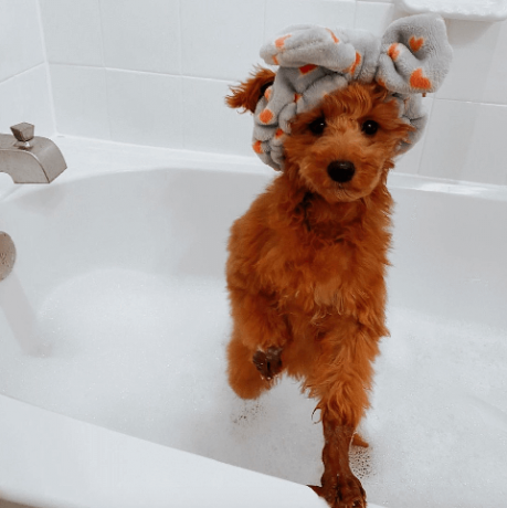 kutyák fürdőben szórakoztató képek