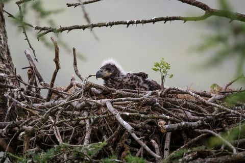 Fehérfarkú sasok, figyelemmel kísérve a visszatelepítési projektet