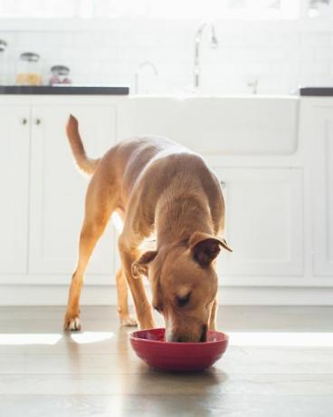 elölnézet tan színű kutya a konyhában eszik a piros tálból