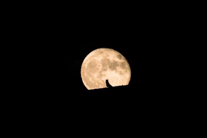 egy farkaskutya sziluettje nézi a telihold felemelkedését, telihold és sziluett, kisállat fotózás, halloween