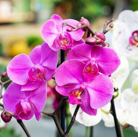 gyönyörű lila orchidea phalaenopsis virág