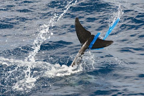 „Rissos delfin (Grampus griseus), műanyag zacskóval az ujjas uszonyban, Fuerteventura, Kanári-szigetek”