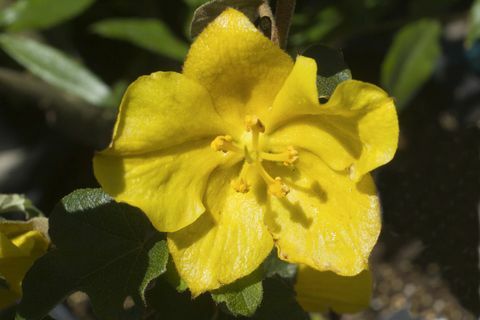 Bush flanel virág