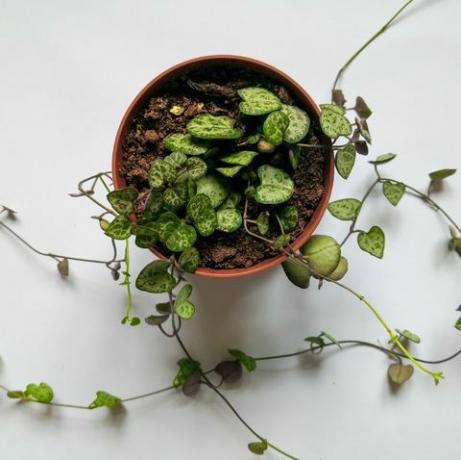 szívsor növény műanyag edényben felülről fehér felületre botanikai háttér felülnézet, lapos fekvés, másol hely