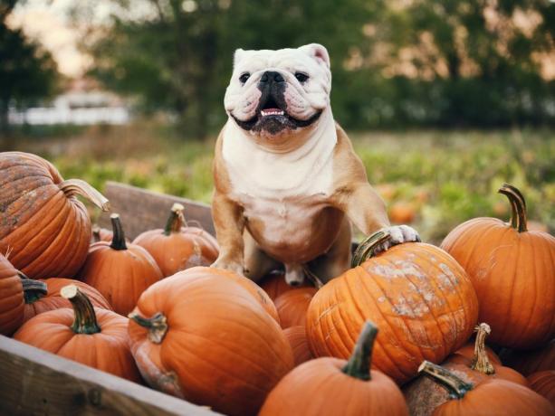 angol bulldog tökös kocsiban