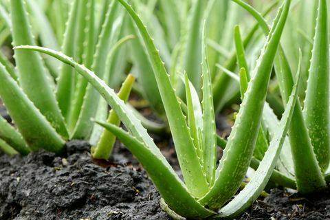 Aloe Vera Növénytermesztés a gazdaságban