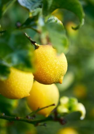 citromliget érett citrom lóg egy fán közelről Spanyolország