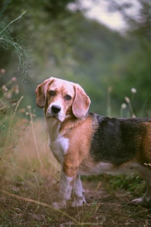 álló beagle portréja, Asturias, Spanyolország