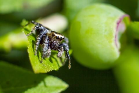 Ugró pók (Salticus scenicus) portréja