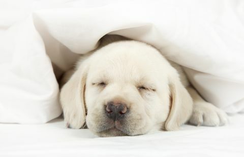 Labrador kiskutya alszik egy ágyban