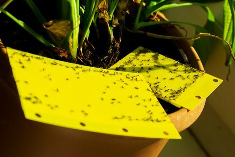 sárga ragacsos csapda szobanövényben pt