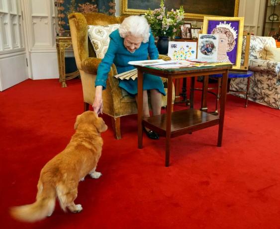 Windsor, Anglia február 04. Erzsébet királynőhöz csatlakozik az egyik kutyája, egy dorgi, akit édességnek hívnak, miközben megtekinti az arany- és platinalemez emléktárgyait. jubileumi a windsori kastély tölgyfa szobájában 2022. február 4-én Windsorban, Angliában, a királynő azóta Sandringham birtokára utazott, ahol hagyományosan tölt trónra lépésének évfordulója február 6. megrendítő nap, mivel ez az a dátum, amikor édesapja, George vi király 1952-ben meghalt. Fotó: Steve Parsons wpa poolgetty képeket