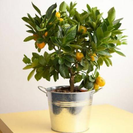 Törpe citrusfa fotó