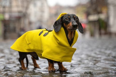 aranyos tacskó kutya, fekete-barna, sárga esőkabátba öltözve áll egy tócsában a város utcájában