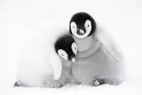 Dinasztia pingvinek csibék fotó