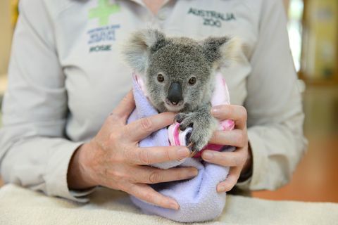 Shayne a koala