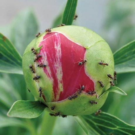 bazsarózsa hangyák