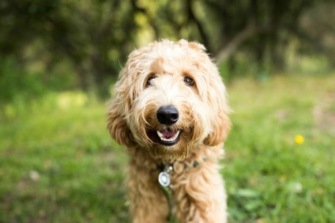 boldog labradoodle kutya a szabadban