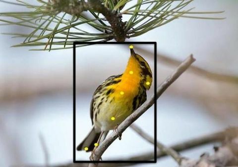 Itt egy remek új módszer a háztáji madarak azonosítására