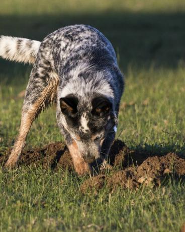ausztrál szarvasmarha kutya kék sarkú lyukat ás a fűben