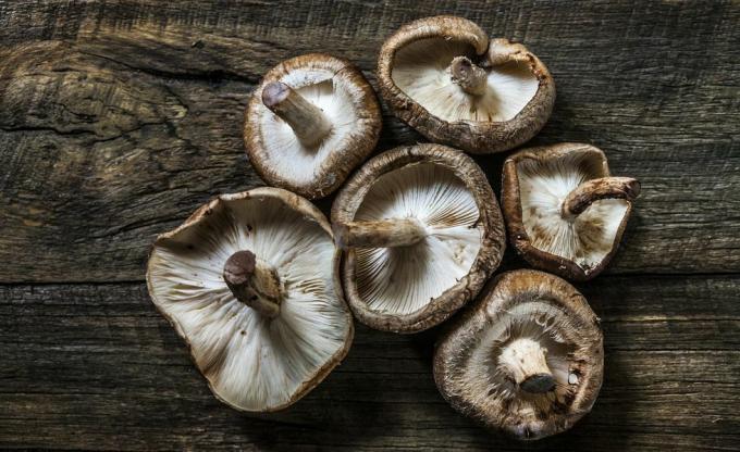 Shiitake csendélet