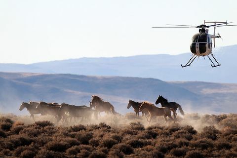 mustangs Nevada-ban