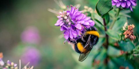 Miért utáljuk a darazsokat, de szeretjük a méheket - darazsak vs méhek