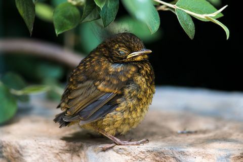 Mi a teendő, ha a földön talál egy csecsemő madarat - Hogyan kell vigyázni a legyőző madárra?