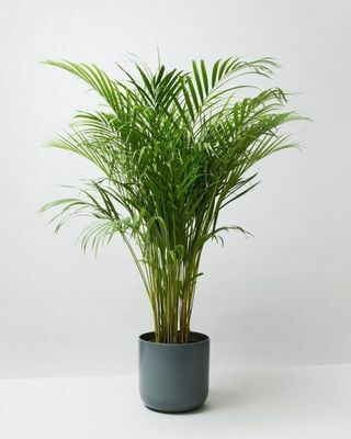 Areca Pálma