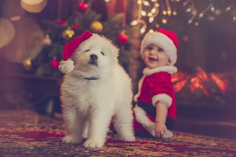 Karácsonyi kutya és a baba