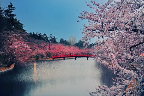 Cseresznyevirág park
