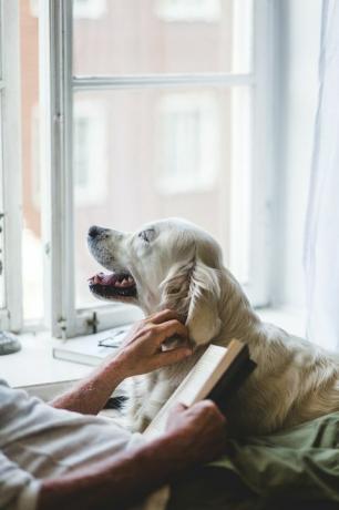 midsection magas rangú férfi simogatta a kutyát, miközben könyvet tartott az ágyon otthon