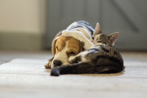 beagle kutya és moggie macska, akik ölelgetnek